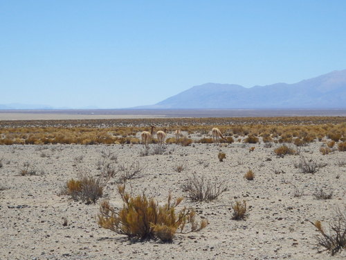 Vicuñas.